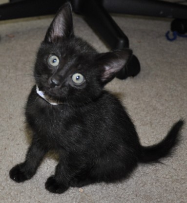 [picture of Snake Eyes, a Domestic Short Hair black\ cat] 