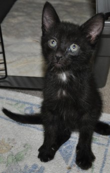 [another picture of Annie, a Domestic Short Hair black\ cat] 