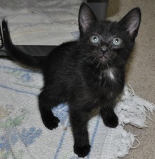 [picture of Annie, a Domestic Short Hair black\ cat] 