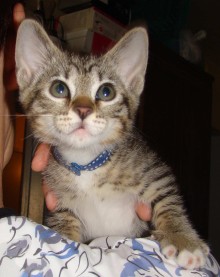 [another picture of Blu, a Domestic Short Hair tabby/white\ cat] 