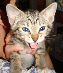 [picture of Blu, a Domestic Short Hair tabby/white cat]
