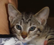 [picture of Blu, a Domestic Short Hair tabby/white\ cat] 