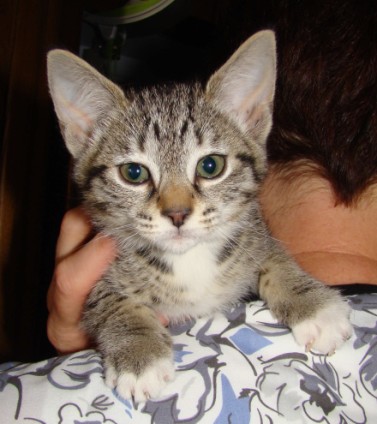 [picture of Dora The Explorer, a Domestic Short Hair tabby/white\ cat] 