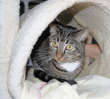 [another picture of Socks, a Abyssinian-x brown tabby/white\ cat] 