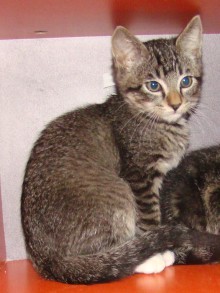 [picture of Socks, a Abyssinian-x brown tabby/white cat]
