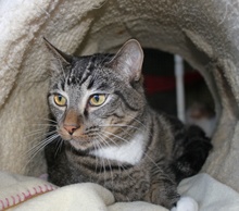 [picture of Socks, a Abyssinian-x brown tabby/white\ cat] 