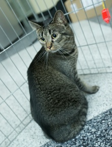 [another picture of Xena, a Domestic Short Hair dark classic tabby\ cat] 