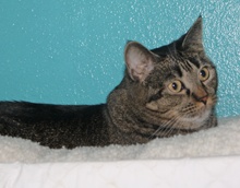 [picture of Pumpkin, a Domestic Short Hair dark classic tabby\ cat] 