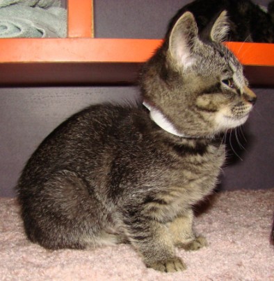 [picture of Nibi, a Abyssinian-x dark tabby\ cat] 