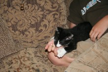 [another picture of Logan AKA Wolverine, a Domestic Short Hair black/white\ cat] 