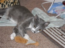 [another picture of Ladybird, a Domestic Short Hair gray/white\ cat] 