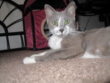 [picture of Ladybird, a Domestic Short Hair gray/white\ cat] 