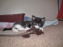 [another picture of Allie, a Domestic Medium Hair black/white\ cat] 