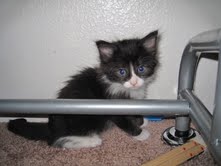 [picture of Allie, a Domestic Medium Hair black/white cat]