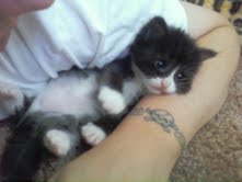 [picture of Allie, a Domestic Medium Hair black/white\ cat] 
