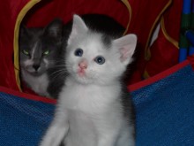 [another picture of Wyatt, a Domestic Short Hair white/gray\ cat] 