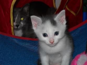 [picture of Wyatt, a Domestic Short Hair white/gray cat]