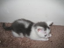 [picture of Wyatt, a Domestic Short Hair white/gray\ cat] 