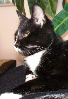 [another picture of Morgan, a Domestic Short Hair black/white\ cat] 