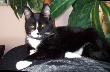 [picture of Morgan, a Domestic Short Hair black/white cat]