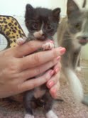 [picture of Morgan, a Domestic Short Hair black/white cat]