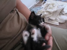 [picture of Morgan, a Domestic Short Hair black/white cat]