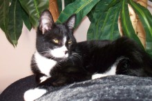 [picture of Morgan, a Domestic Short Hair black/white\ cat] 