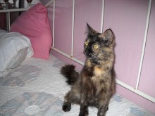 [another picture of Trixie FKA Snuggles, a Domestic Long Hair tortoiseshell\ cat] 