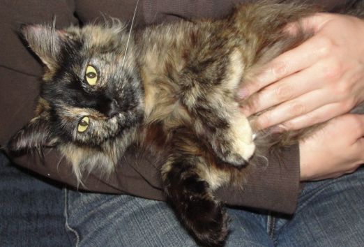 [picture of Trixie FKA Snuggles, a Domestic Long Hair tortoiseshell\ cat] 