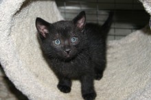 [another picture of Trent, a Domestic Short Hair black\ cat] 