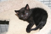 [picture of Trent, a Domestic Short Hair black\ cat] 