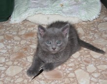 [another picture of Tucker, a Domestic Short Hair gray\ cat] 