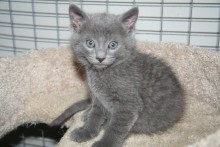 [picture of Tucker, a Domestic Short Hair gray\ cat] 