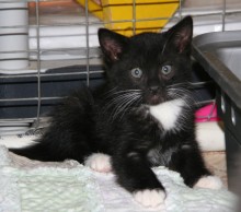 [another picture of Teddy FKA Tex, a Domestic Short Hair black/white tuxedo\ cat] 