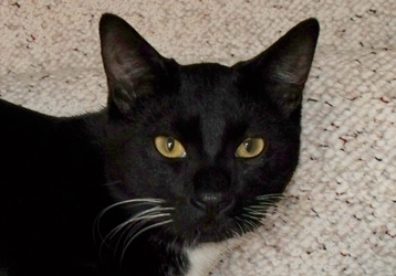[picture of Teddy FKA Tex, a Domestic Short Hair black/white tuxedo cat]