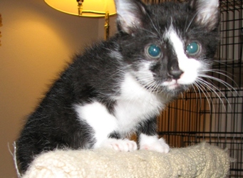 [picture of Teddy FKA Tex, a Domestic Short Hair black/white tuxedo cat]