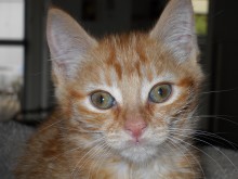[another picture of Cookie FKA Orange Girl Kitten, a Domestic Short Hair orange tabby\ cat] 