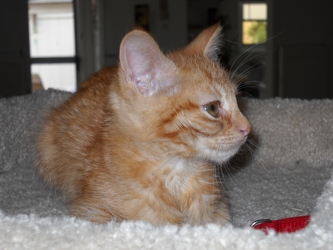 [picture of Cookie FKA Orange Girl Kitten, a Domestic Short Hair orange tabby cat]