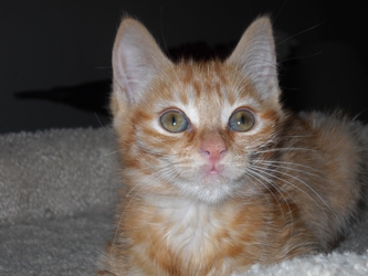 [picture of Cookie FKA Orange Girl Kitten, a Domestic Short Hair orange tabby cat]