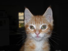 [another picture of Cooper FKA Orange Boy Kitten, a Domestic Short Hair orange tabby\ cat] 