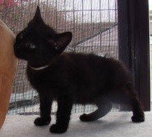[another picture of Cuddles, a Domestic Short Hair black\ cat] 