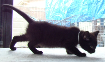 [picture of Cuddles, a Domestic Short Hair black cat]