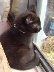 [picture of Cuddles, a Domestic Short Hair black cat]