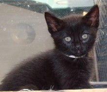 [picture of Cuddles, a Domestic Short Hair black\ cat] 