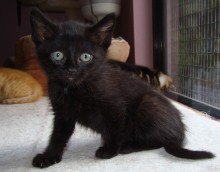 [another picture of Hershey FKA Fang, a Domestic Short Hair black\ cat] 