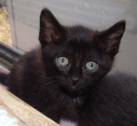 [picture of Hershey FKA Fang, a Domestic Short Hair black cat]