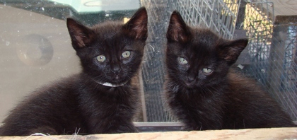 [picture of Hershey FKA Fang, a Domestic Short Hair black cat]
