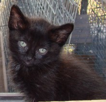 [picture of Hershey FKA Fang, a Domestic Short Hair black\ cat] 