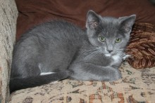 [another picture of Tina, a Domestic Short Hair gray/white\ cat] 