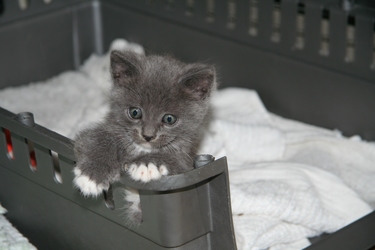 [picture of Tina, a Domestic Short Hair gray/white cat]